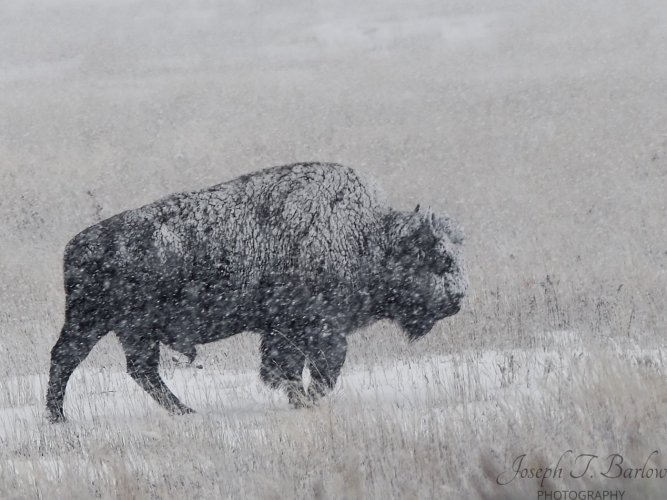 Bison in Yellowstone snow storm