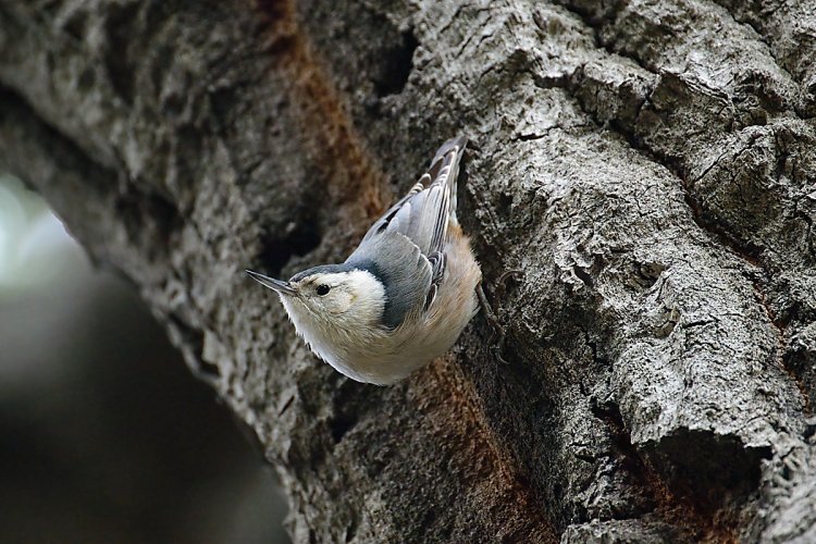 White-breasted Nuthatch portrait.