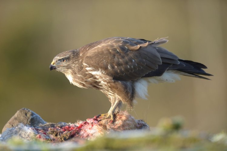 Common Buzzard at lunch (from hide)