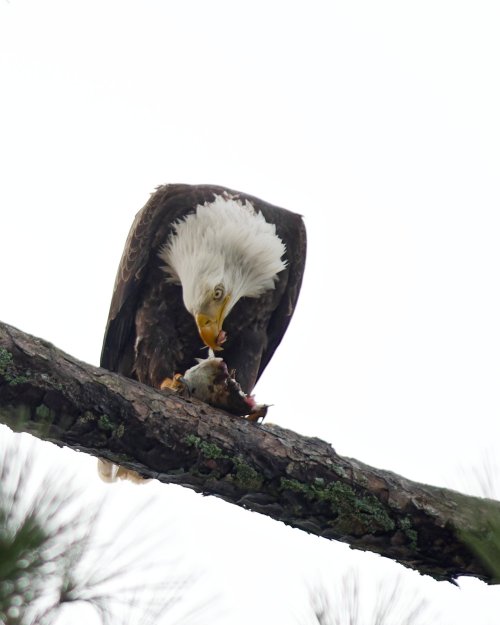 Eagle eating a fish
