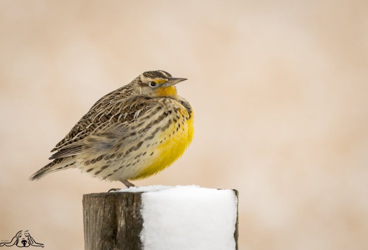 Eastern Meadowlark after a 9 inch snow fall.