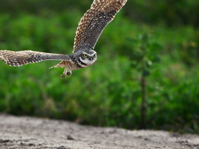 Burrowing Owls near the Salton Sea, CA
