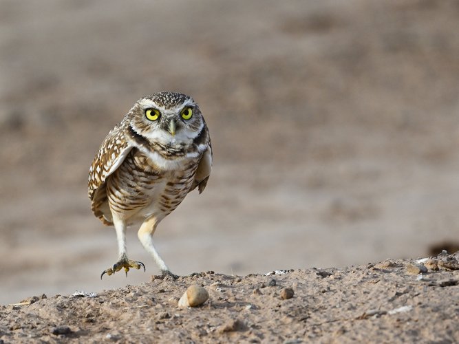 Burrowing Owls near the Salton Sea, CA