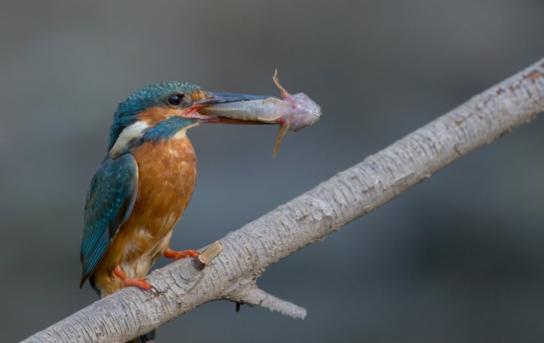 Blue Kingfisher after the catch