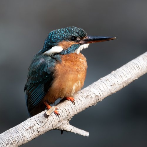 Blue Kingfisher after the catch