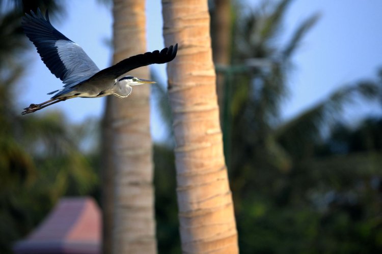 gray heron on the red sea