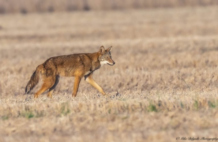 Red Wolf (endangered)