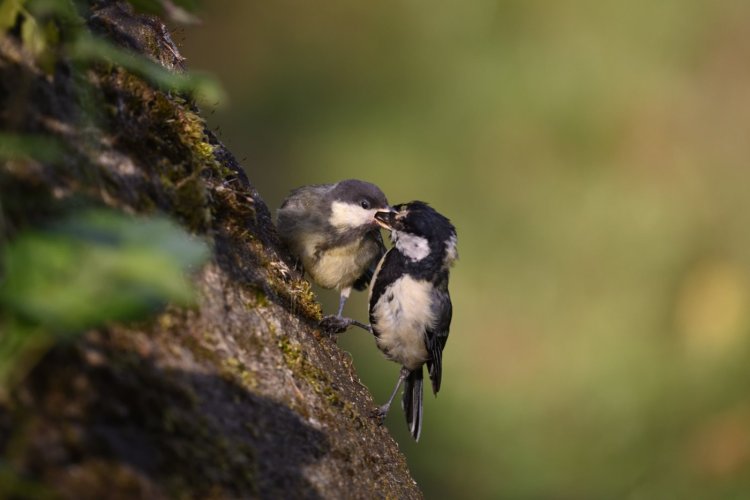 [Picture Story] Lil Great Tit fed by Dad