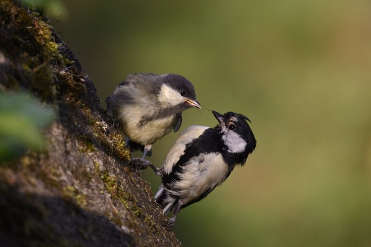 [Picture Story] Lil Great Tit fed by Dad