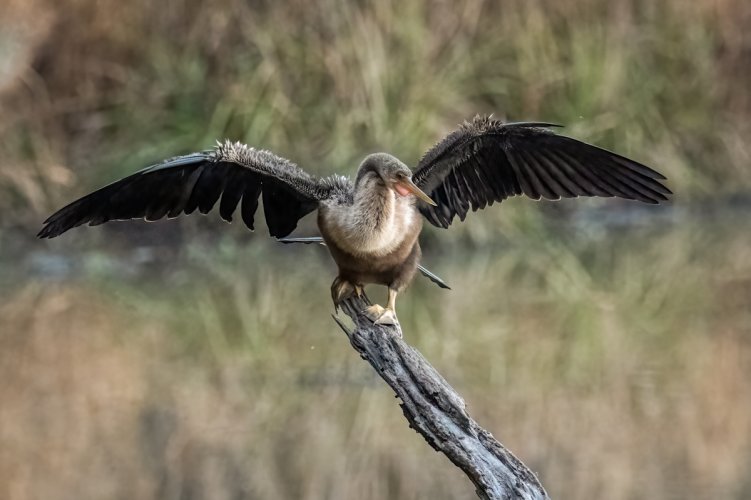 Anhinga spreading it's wings to dry out (either female or juvenile, not sure which).
