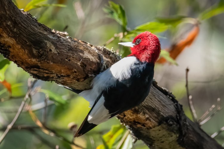 Red headed woodpecker foraging for insects