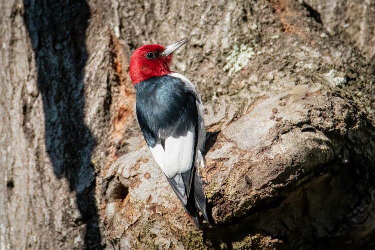 Red headed woodpecker foraging for insects