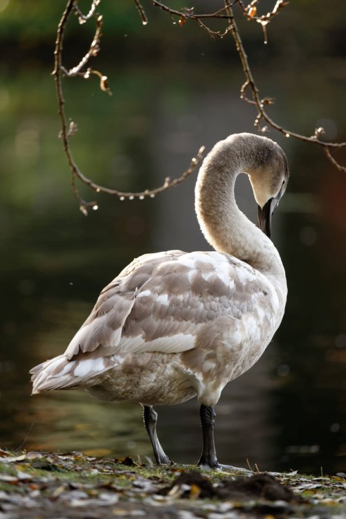 Young swan in autumn morning sun