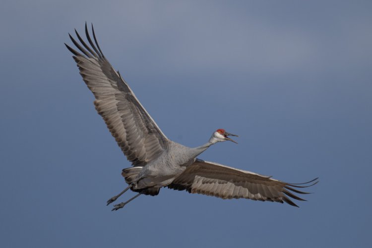 Sandhill Cranes in flight - Bosque del Apache last week