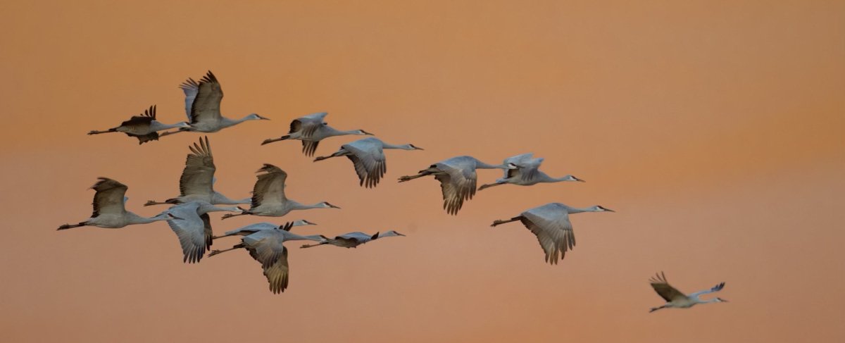 Sandhill Cranes in flight - Bosque del Apache last week