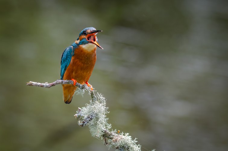 Kingfisher swallowing a fish