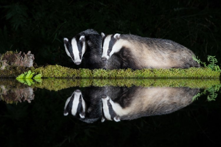 Badgers with reflections