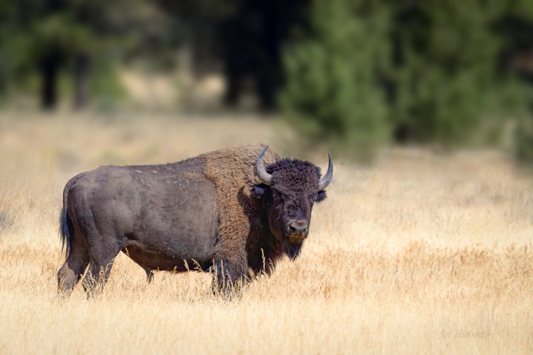 Oregon Bison