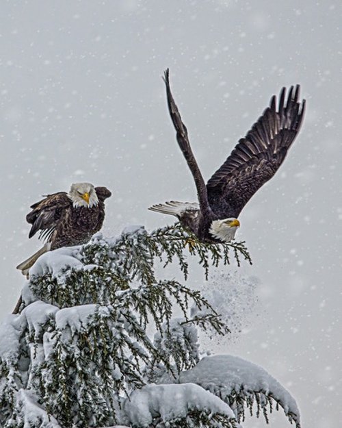Eagles in snowstorm