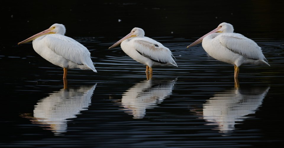 Post Your Best Wildlife Photos Of 2022