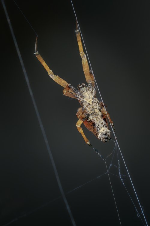 Spider spinning web.jpg