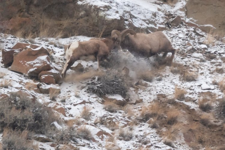 Big Horn Sheep in Wyoming
