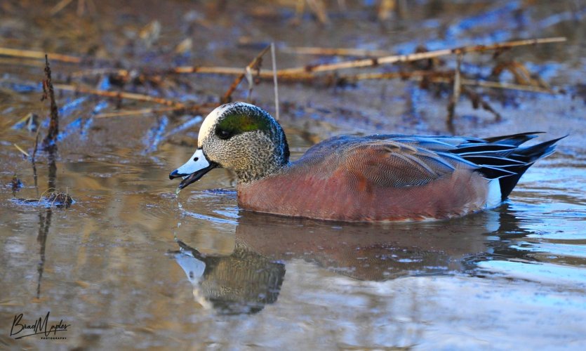 American Wigeon ( Male )