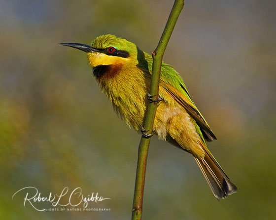 Little bee-eater, Merops pusillus pusillus