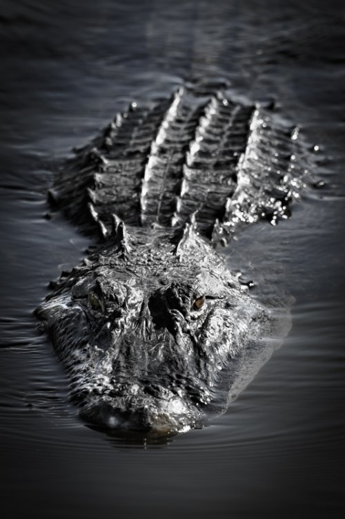 Some of my favorite Alligator photos I've taken through the years ( feel free to add yours )
