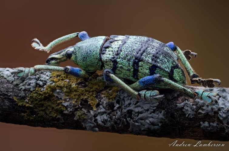 Eupholus schoenherri petiti weevil blue green beetle Indonesia v2-.jpg