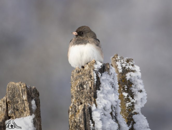 Dark-eyed Juncos after our 20"+ blizzard