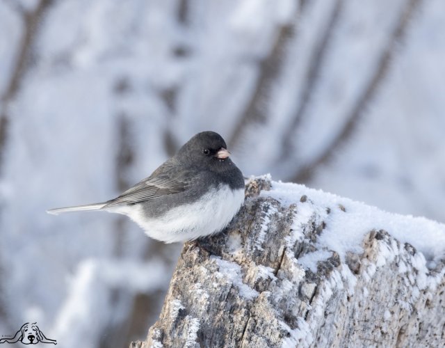Dark-eyed Juncos after our 20"+ blizzard