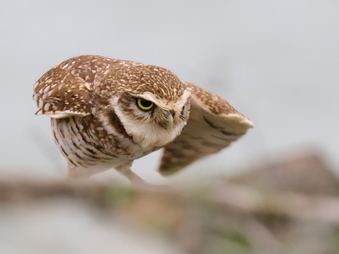 Burrowing Owl - A little annoyed at a ground squirrel that got too close