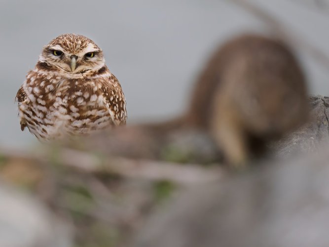 Burrowing Owl - A little annoyed at a ground squirrel that got too close