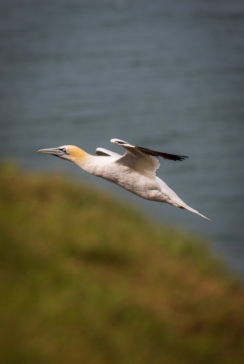 Birds in Flight -- Share your BIF Images