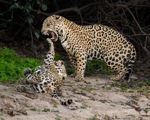 Jaguars!