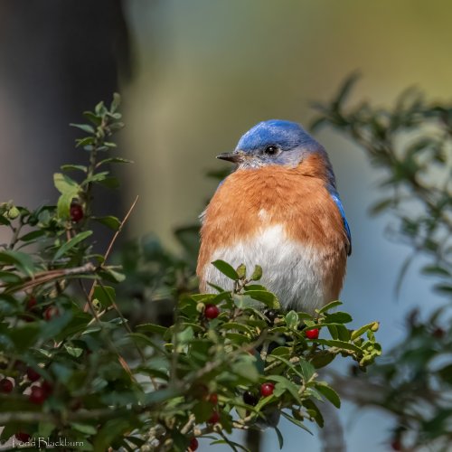Bluebird posing