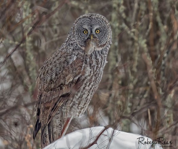 Great Gray Owls.
