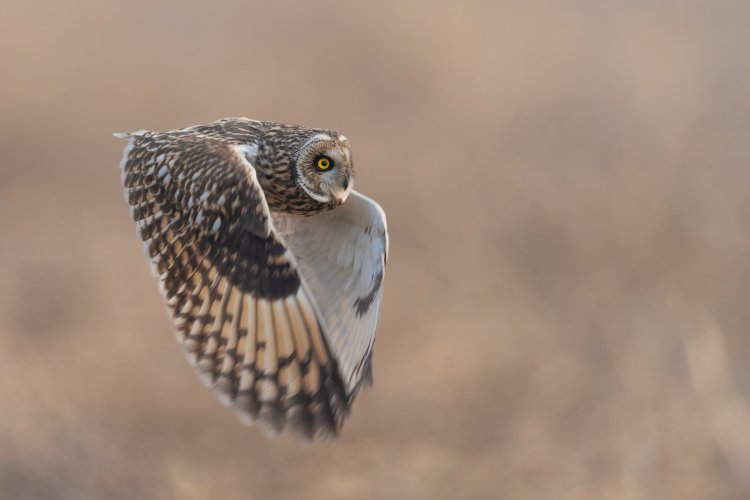 Birds in Flight -- Share your BIF Images