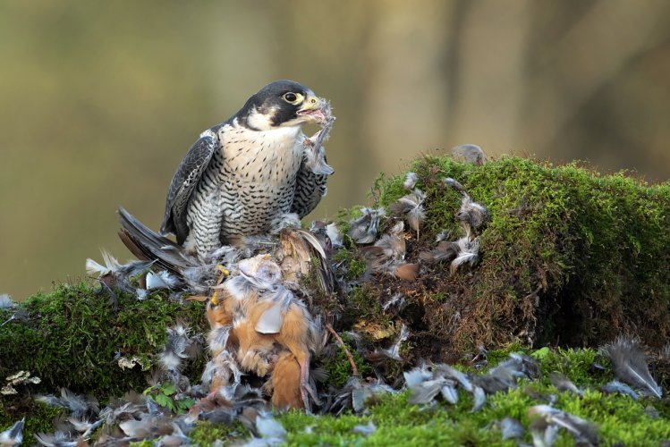 Peregrine falcon feeding