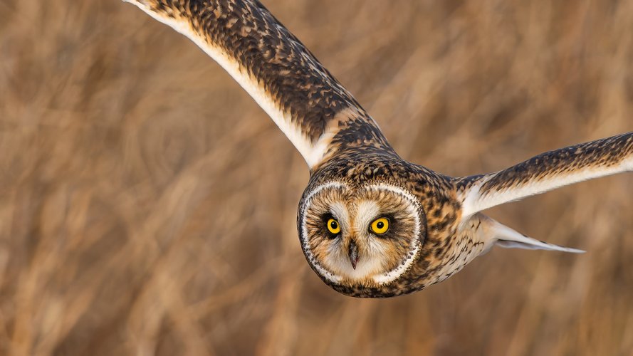 Short-eared Owls