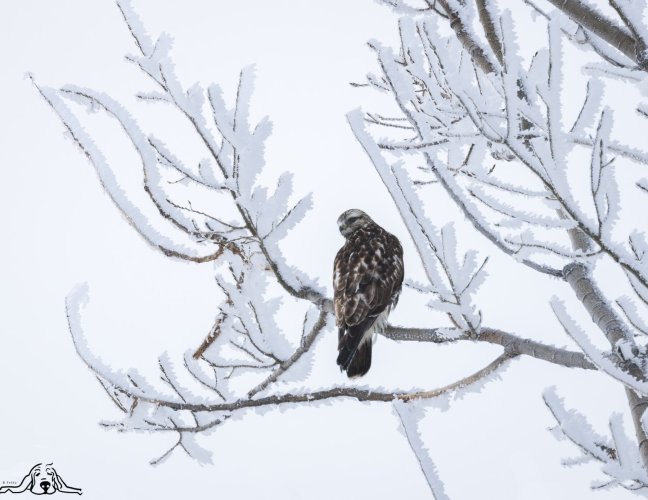 Rough-legged Hawk on a very frosty morning....