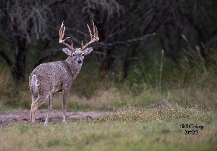 Beautiful Whitetail Buck.  Notice that this deer has no tail.
