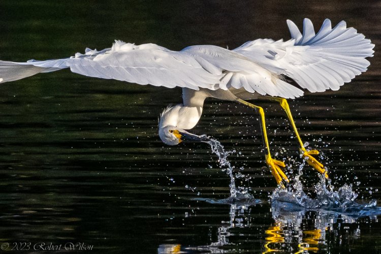Snowy Egret on the hunt