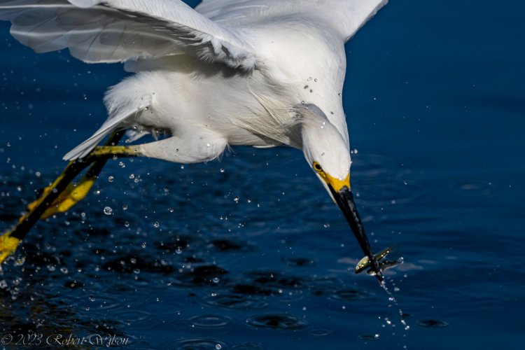 Snowy Egret on the hunt