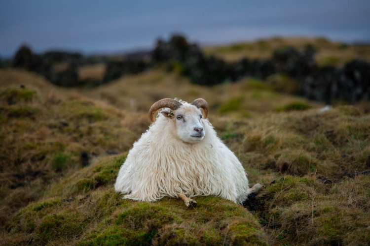 Not so wild Icelandic sheep...