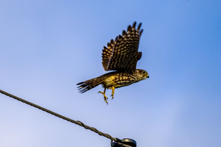 Merlin taking flight