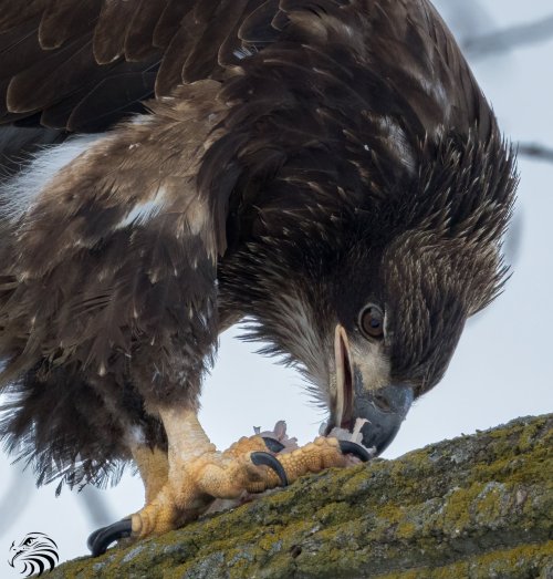 Juvenile Bald Eagle eating a fish, near Sioux Falls, SD