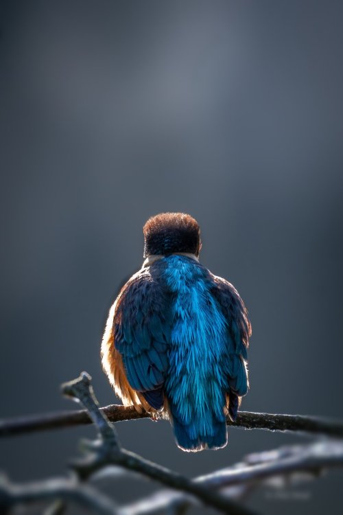 Common Kingfisher