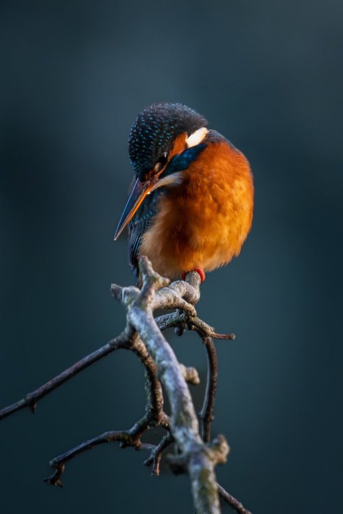 Common Kingfisher